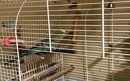 Budgerigars birds for sale: Budgie  - Advert 4