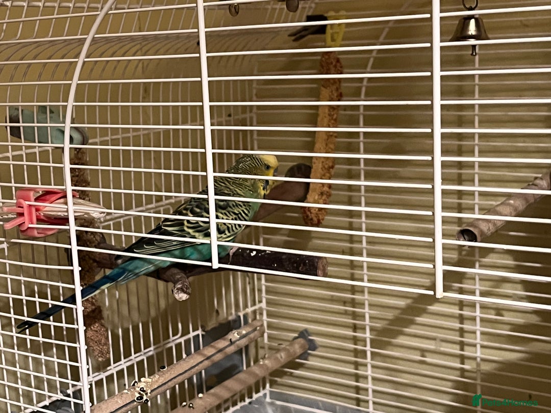Budgerigars birds for sale: Budgie  - Advert 4