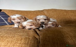 Cocker Spaniel dogs for sale: stunning pure show cockers health tested puppies - Image 20
