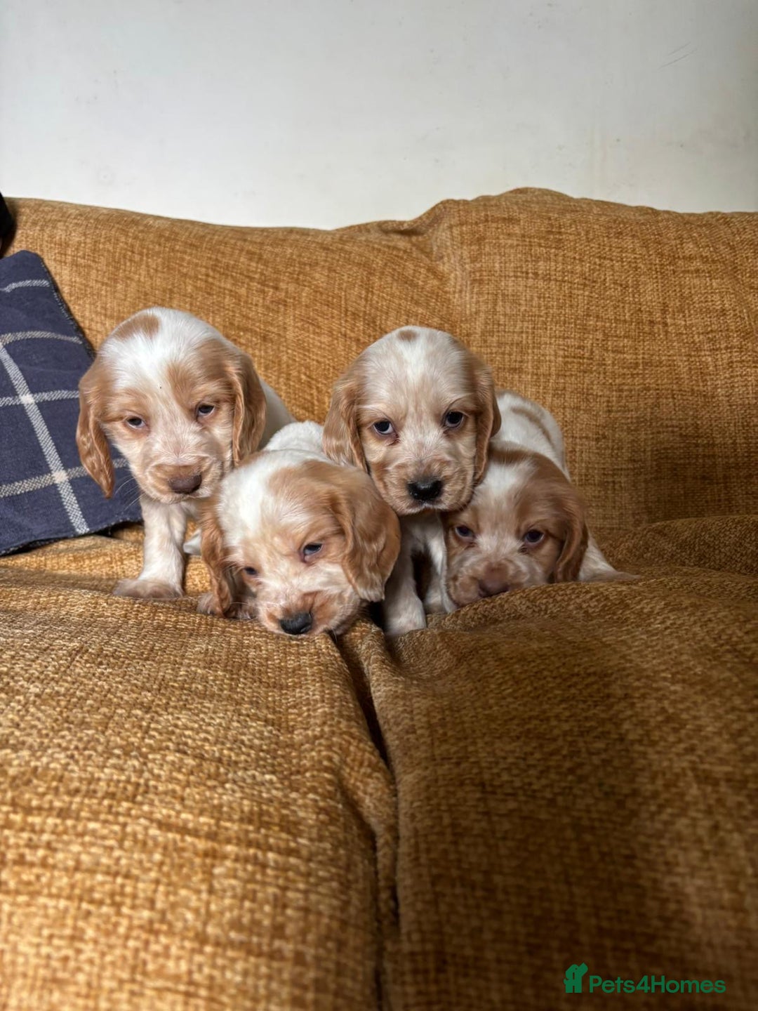 Cocker Spaniel dogs for sale: stunning pure show cockers health tested puppies - Image 20