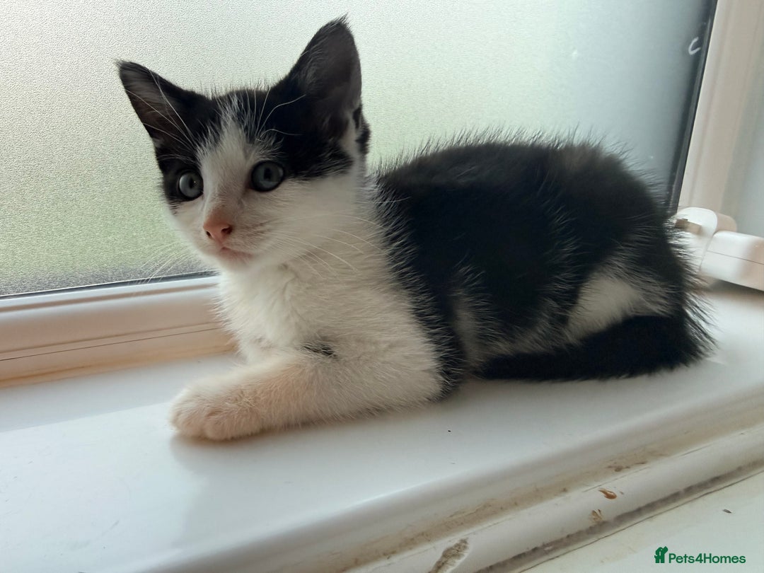 Mixed Breed cats for sale: Black & White Kitten (Read Description) - Advert 1