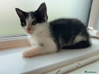 Mixed Breed cats Black & White Kitten (Read Description) - Advert 1