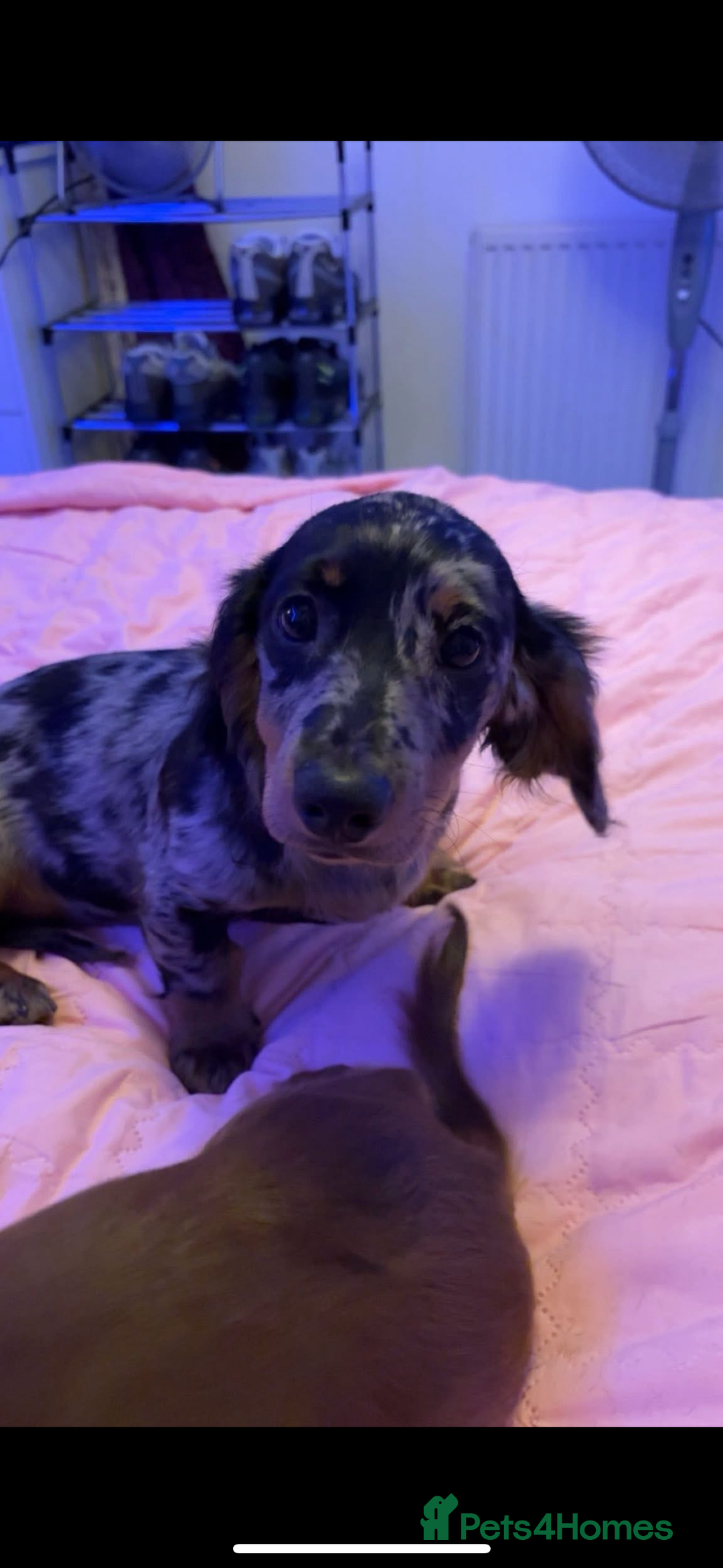 Miniature Dachshund dogs for sale: Beautiful silver dapple long haired girl - Image 6