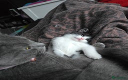 Domestic Shorthair cats for sale: Kitten black and white - Advert 3