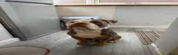 Olde English Bulldogge dogs for stud: Odin  in Huddersfield - Advert 5