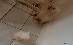 Bichon Frise dogs for sale: Pedigree bichon frise    - Image 13