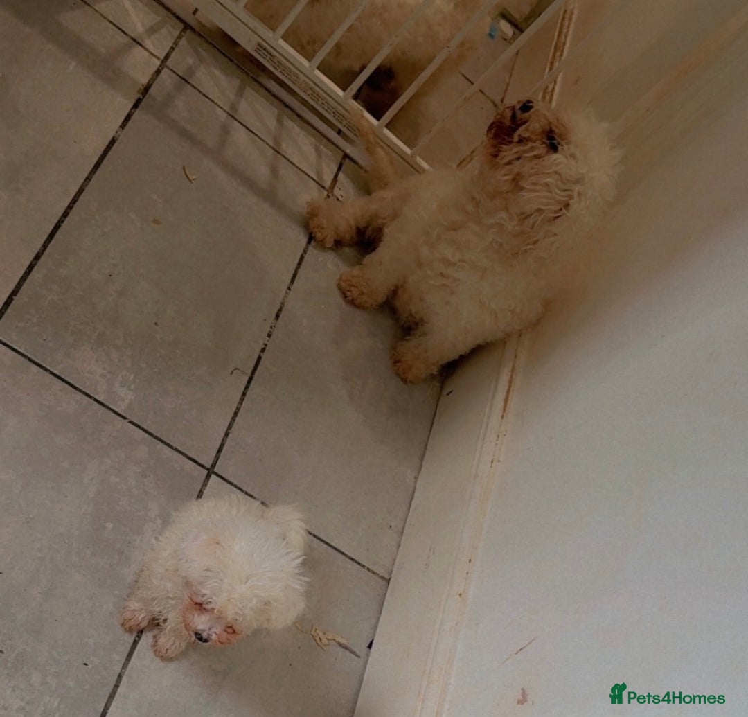 Bichon Frise dogs for sale: Pedigree bichon frise    - Image 13