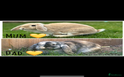 Mini Lop rabbits for sale: 6 MIXED SEX HOLLAND LOPS  - Image 7