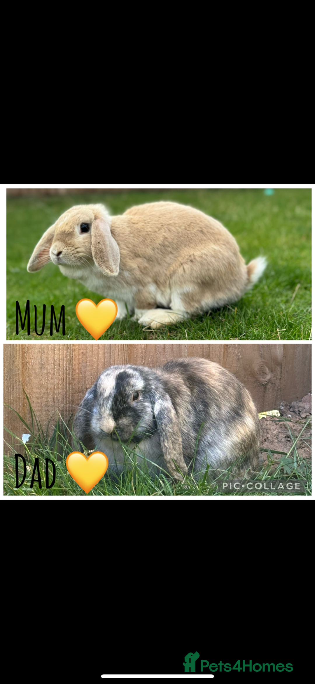 Mini Lop rabbits for sale: 6 MIXED SEX HOLLAND LOPS  - Image 7