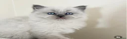Ragdoll cats for sale: Beautiful blue point female  - Advert 3
