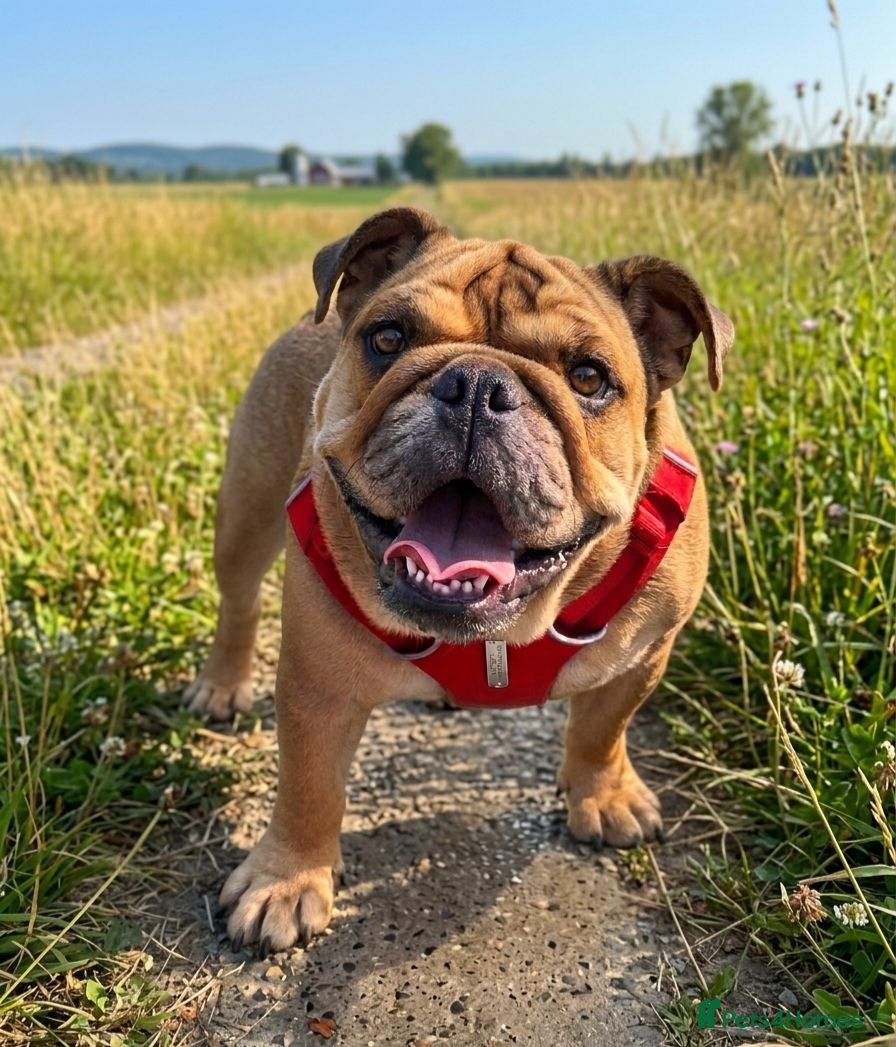 English Bulldog dogs KC registered female English bulldog  - Advert 8