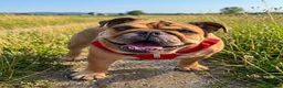 English Bulldog dogs for sale: KC registered female English bulldog  - Advert 1