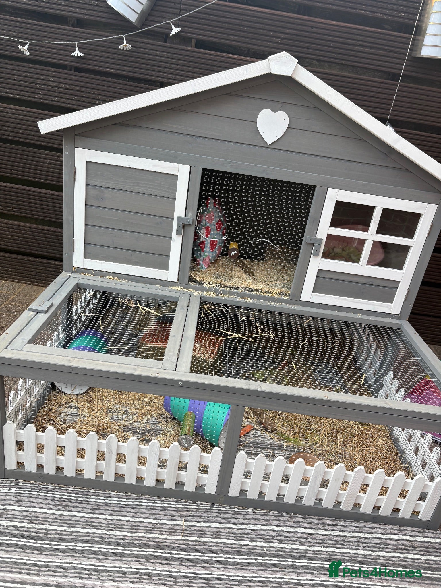 Guinea Pig rodents 2 x female guinea pigs  - Advert 2