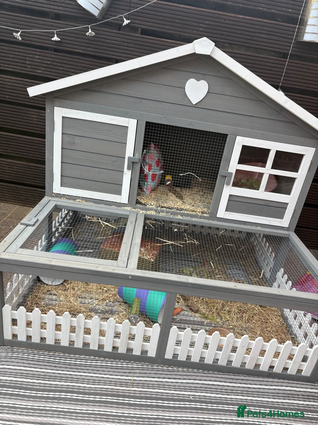 Guinea Pig rodents for sale: 2 x female guinea pigs  in Darlington - Advert 1