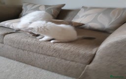 Ragdoll cats for sale: Ragdoll kittens.  - Image 8