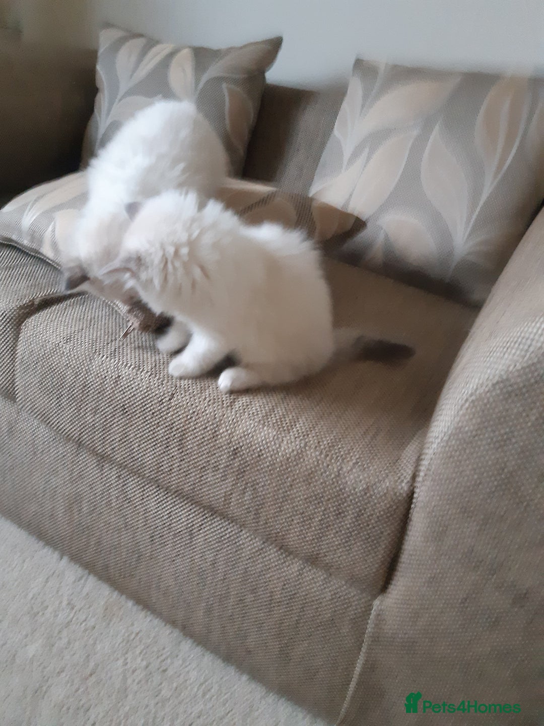 Ragdoll cats for sale: Ragdoll kittens.  - Image 8