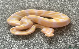 Python Snake reptiles for sale: Albino & 66% Het Pied Royal Python (Ball Python) - Image 2
