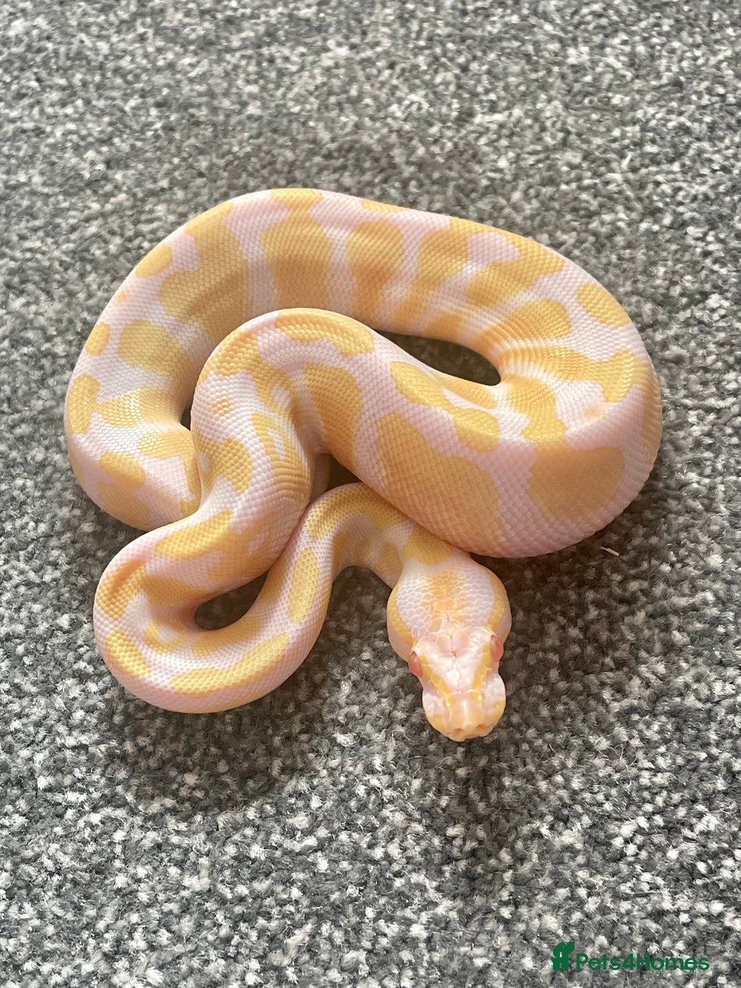 Python Snake reptiles for sale: Albino & 66% Het Pied Royal Python (Ball Python) - Image 2