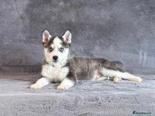 Pomsky dogs (Ike) blue eyed wolf grey male Pomsky puppy - Advert 2