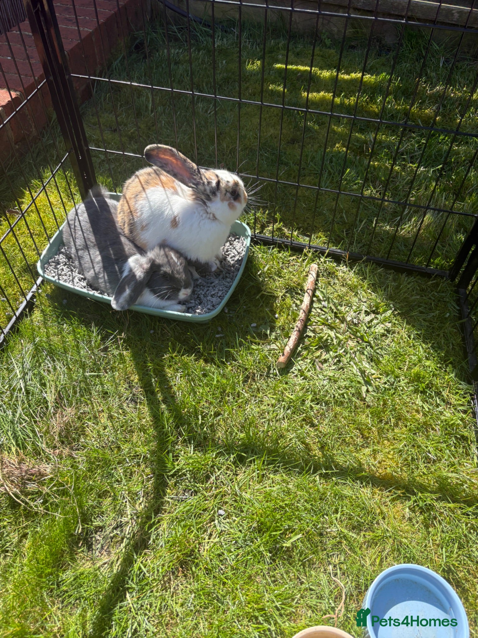 Mixed Breed rabbits 2 Male Bunnies - Advert 4