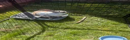Mixed Breed rabbits for sale: 2 Male Bunnies in High Wycombe - Advert 1