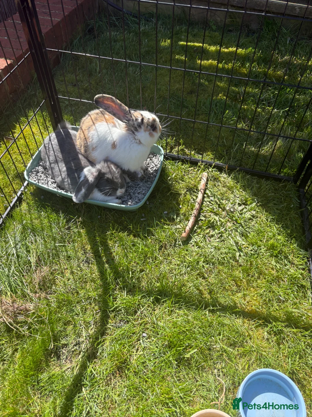 Mixed Breed rabbits for sale: 2 Male Bunnies in High Wycombe - Advert 1
