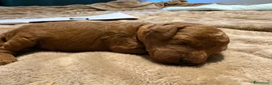 Cockapoo 5 brown