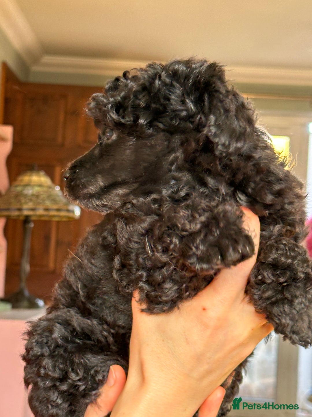 Toy Poodle dogs for sale: Adorable little toy poodle girls  - Image 4