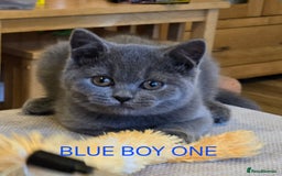 British Shorthair cats for sale: Gorgeous British short haired kittens READY NOW - Image 6