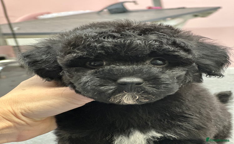 Toy Poodle dogs - Advert 5