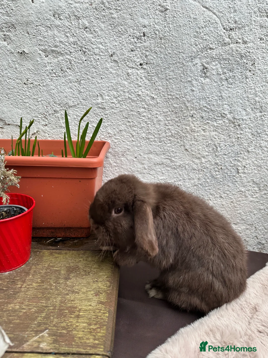 Mini Lop rabbits for sale: Mini Lops for sale chocolate & beige  - Advert 7