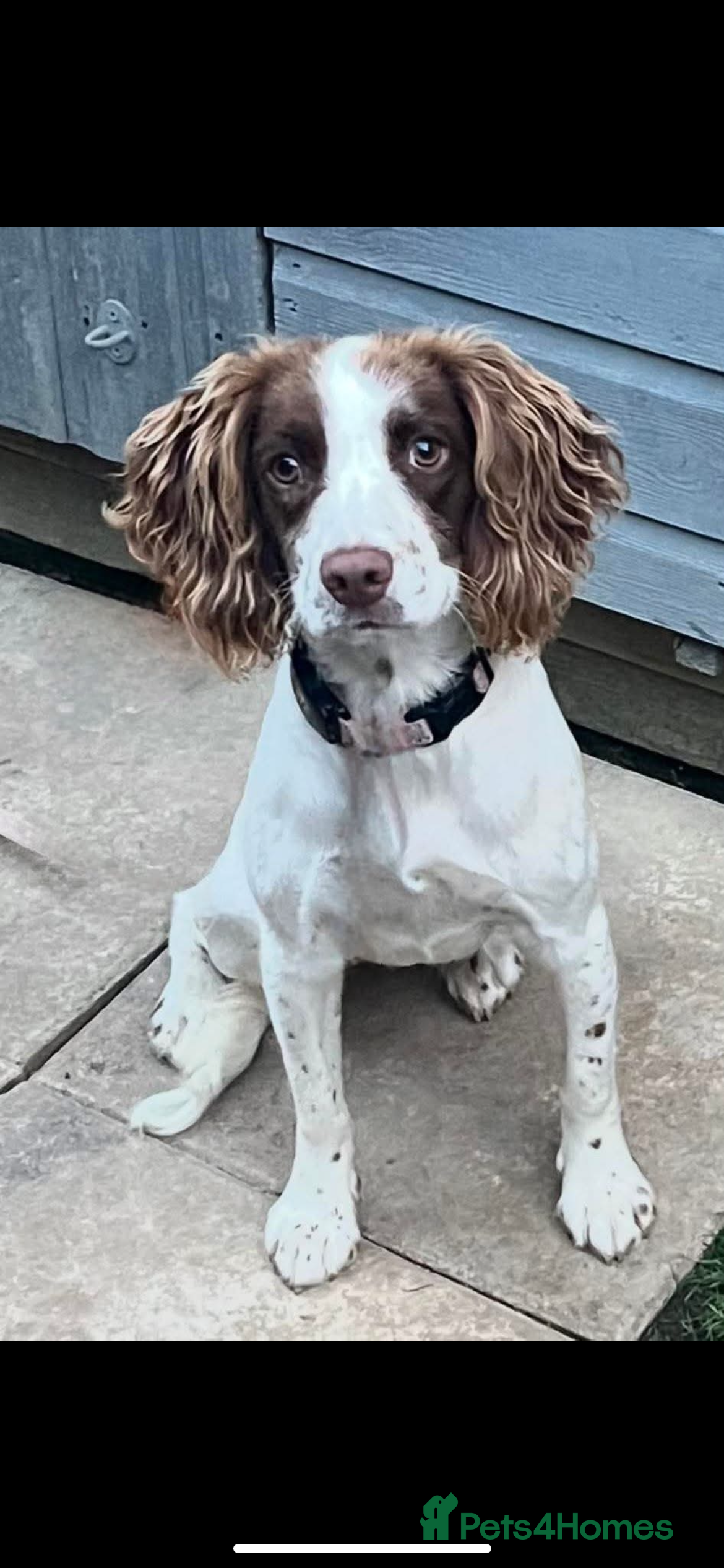 English Springer Spaniel dogs Lottie - Advert 2
