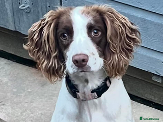 English Springer Spaniel dogs Lottie - Advert 7