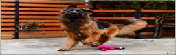 German Shepherd dogs for sale: ADULT LONGHAIRED GSD FEMALE  - Advert 8
