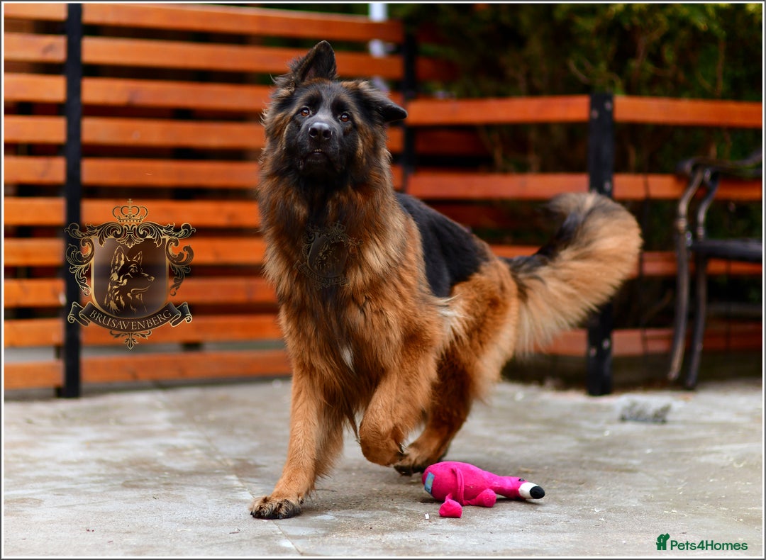 German Shepherd dogs for sale: ADULT LONGHAIRED GSD FEMALE  - Advert 8