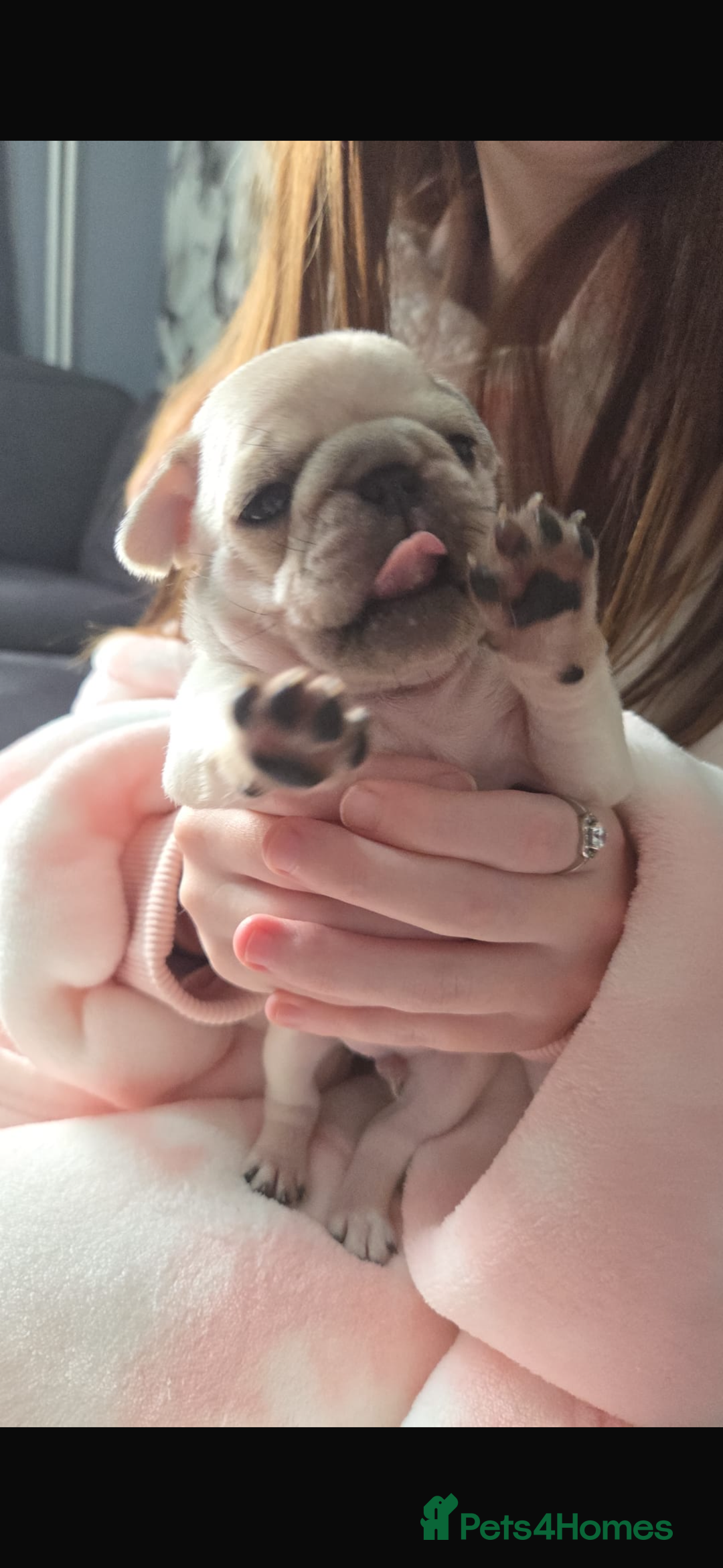 Pug dogs for sale: Pug pups for sale - Advert 10