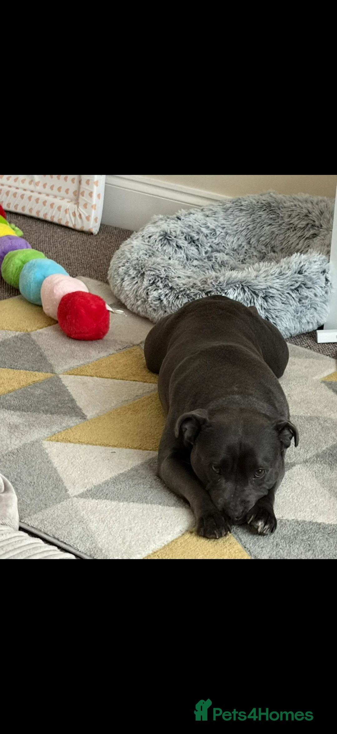 Staffordshire Bull Terrier dogs for sale: Blue Staffordshire bull terrier  in Pontypool - Advert 2