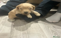 Cockapoo dogs for sale: F1 cockapoo puppies  - Image 19