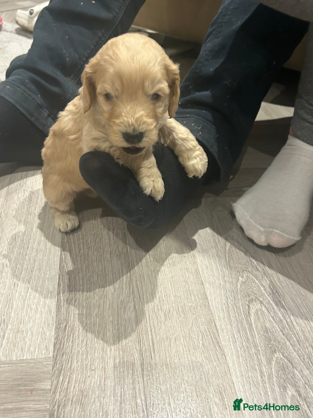 Cockapoo dogs for sale: F1 cockapoo puppies  - Image 19