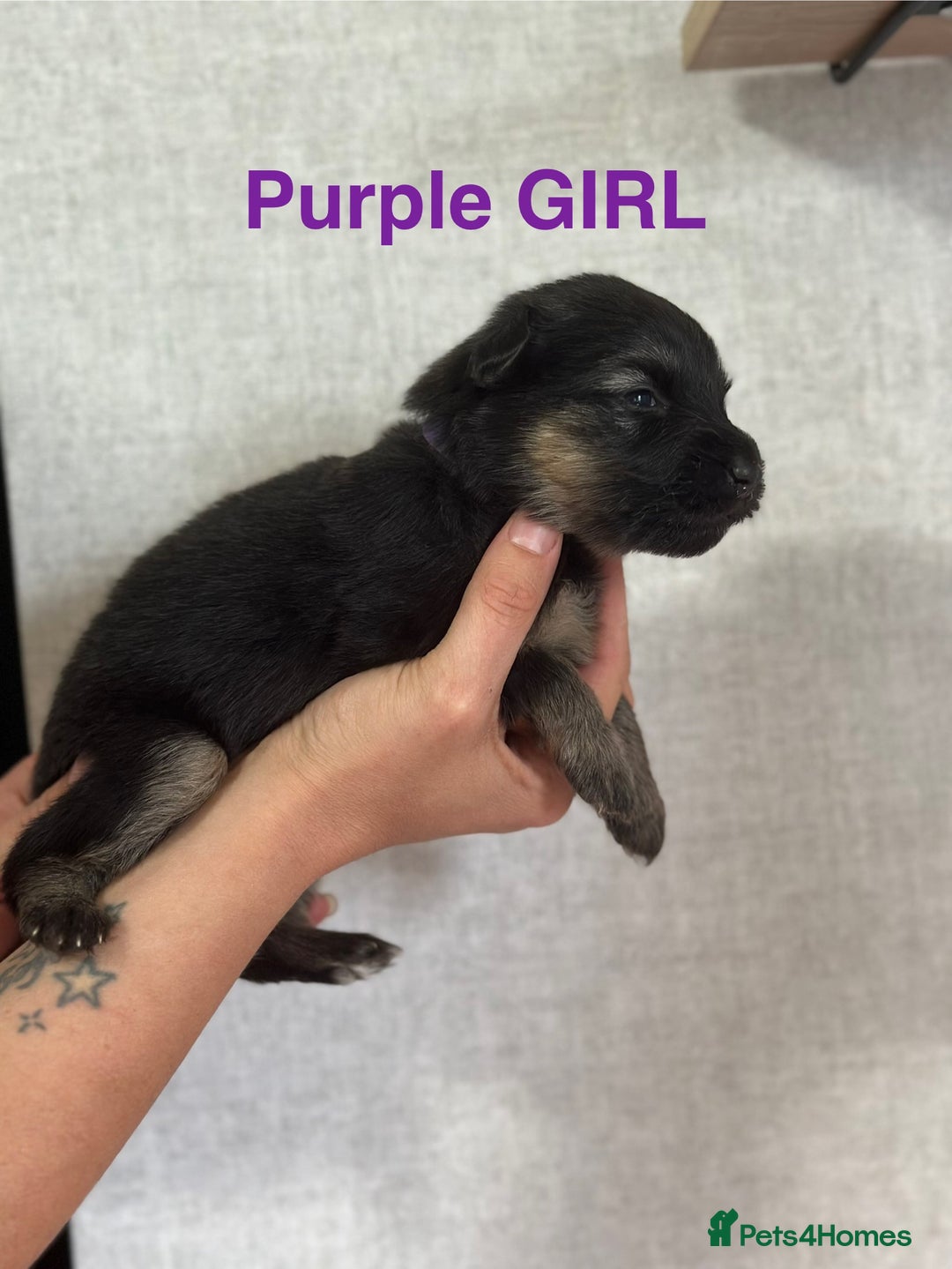 German Shepherd dogs for sale: German shepherd puppies  - Image 9
