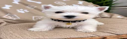 West Highland Terrier dogs for sale: Lovely KC Registered West Highland Terrier Puppies - Advert 5
