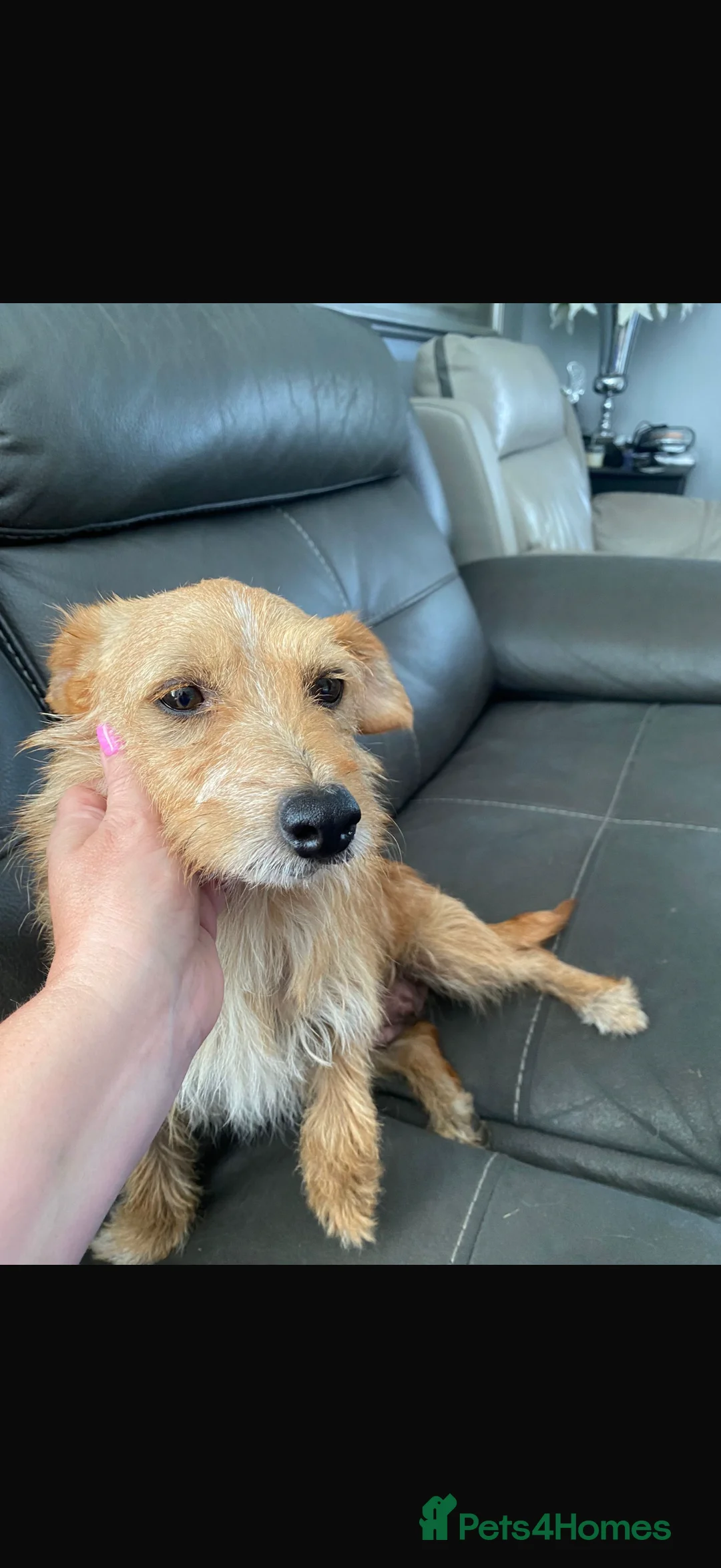 Mixed Breed dogs for sale: Adorable wire hair fox terrier x jack russell - Advert 4
