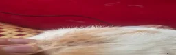 Mixed Breed cats for sale: Scottish fold/ Sphinx mix - Advert 15