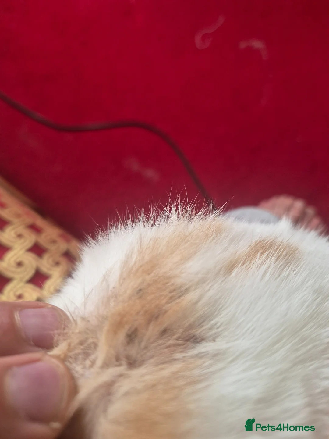 Mixed Breed cats for sale: Scottish fold/ Sphinx mix - Advert 15