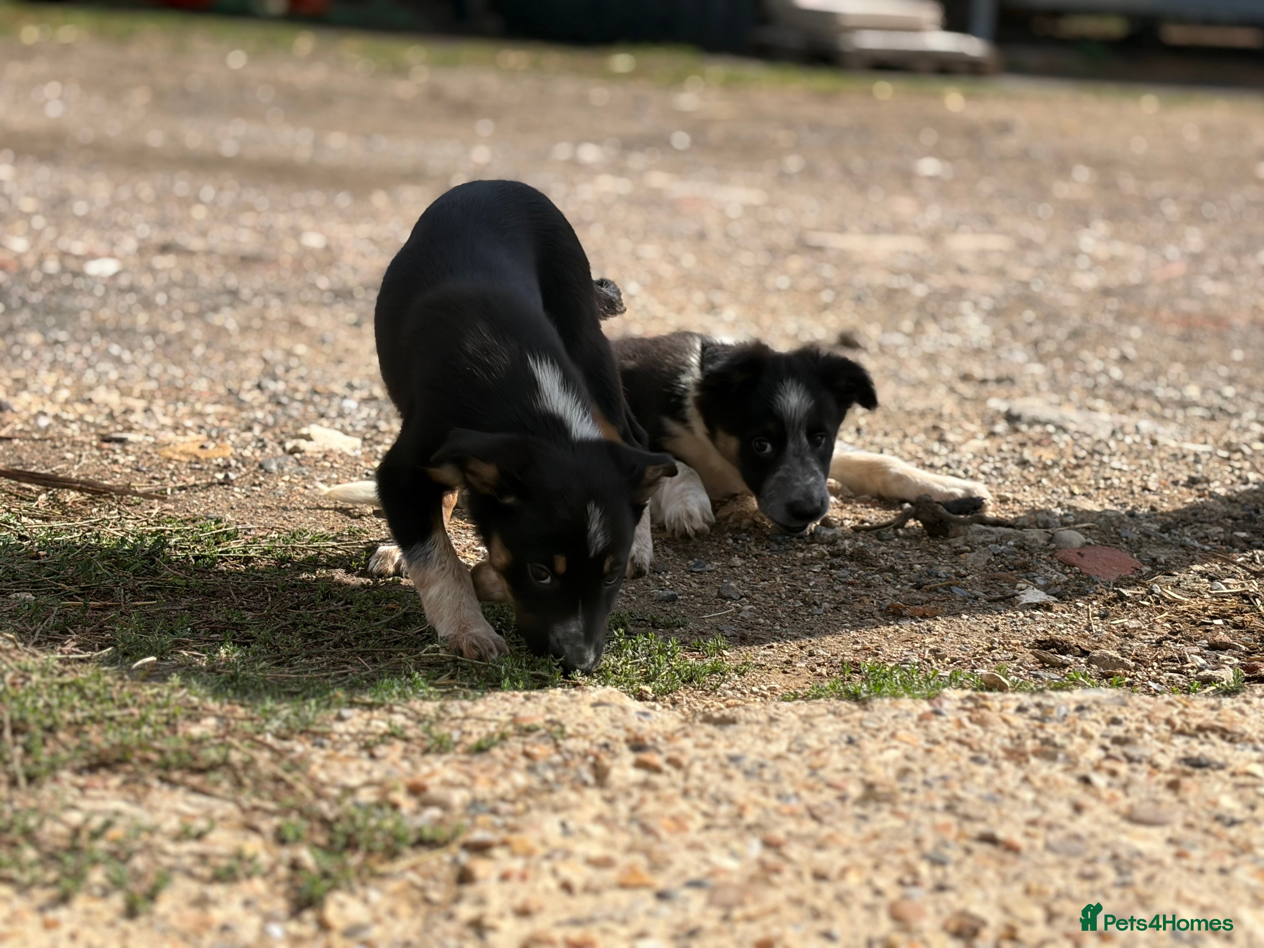 Border Collie dogs Pedigree border collie puppies  - Advert 2