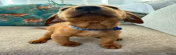 Labrador Retriever dogs for sale: Pedigree Puppies from a Family Home - Advert 17