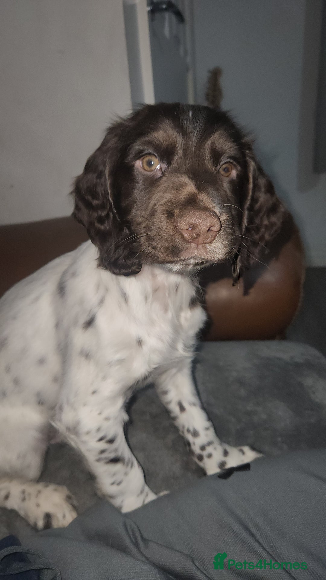 Cocker Spaniel dogs for sale: Cocker spaniel puppys. - Advert 4