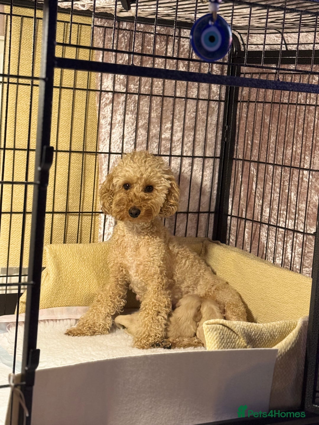 Maltipoo dogs for sale: Tiny Fluffy Bundles of Joy – Ready Mid-January! - Advert 1