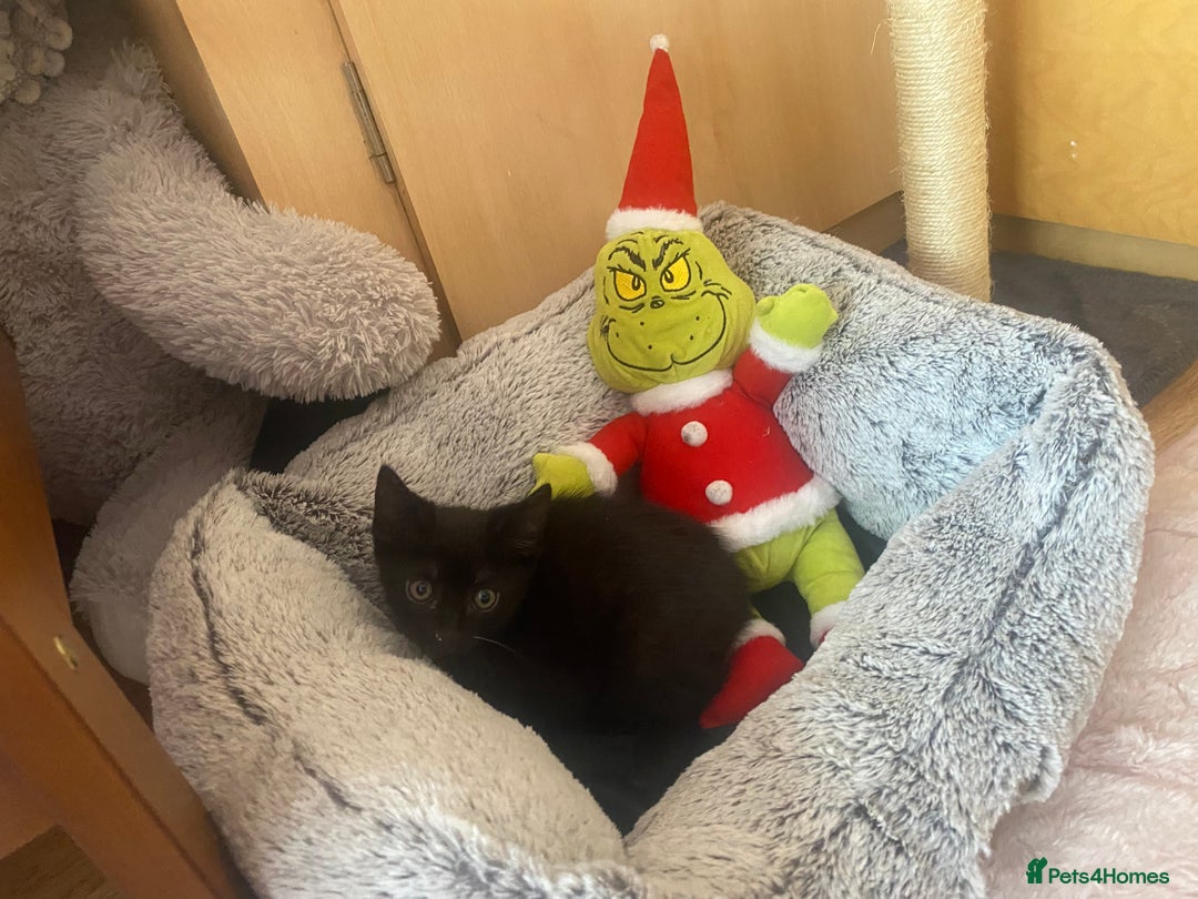 Domestic Shorthair cats for sale: kitten - Advert 2