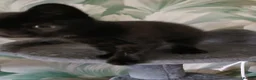 Mixed Breed cats for sale: FEMALE BLACK SAFC KITTEN READY TO GO - Advert 8